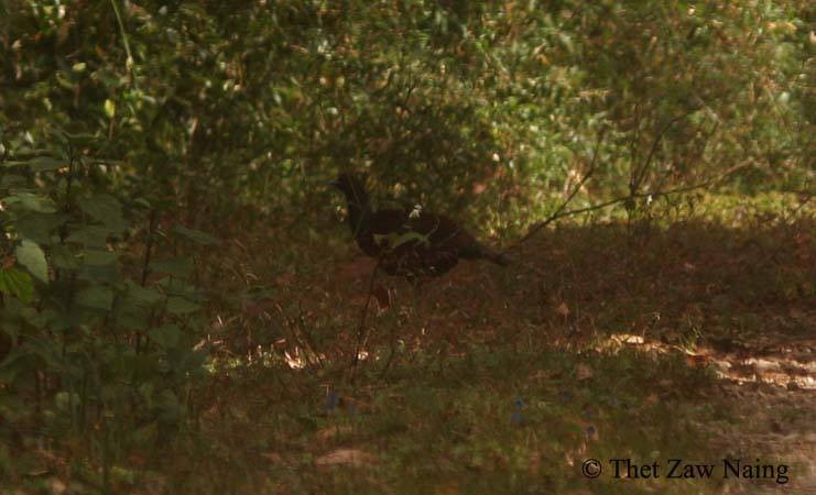 Mrs. Hume's Pheasant - ML167925141