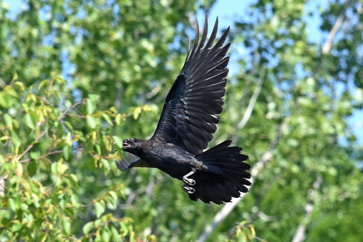 Common Raven - ML167925781