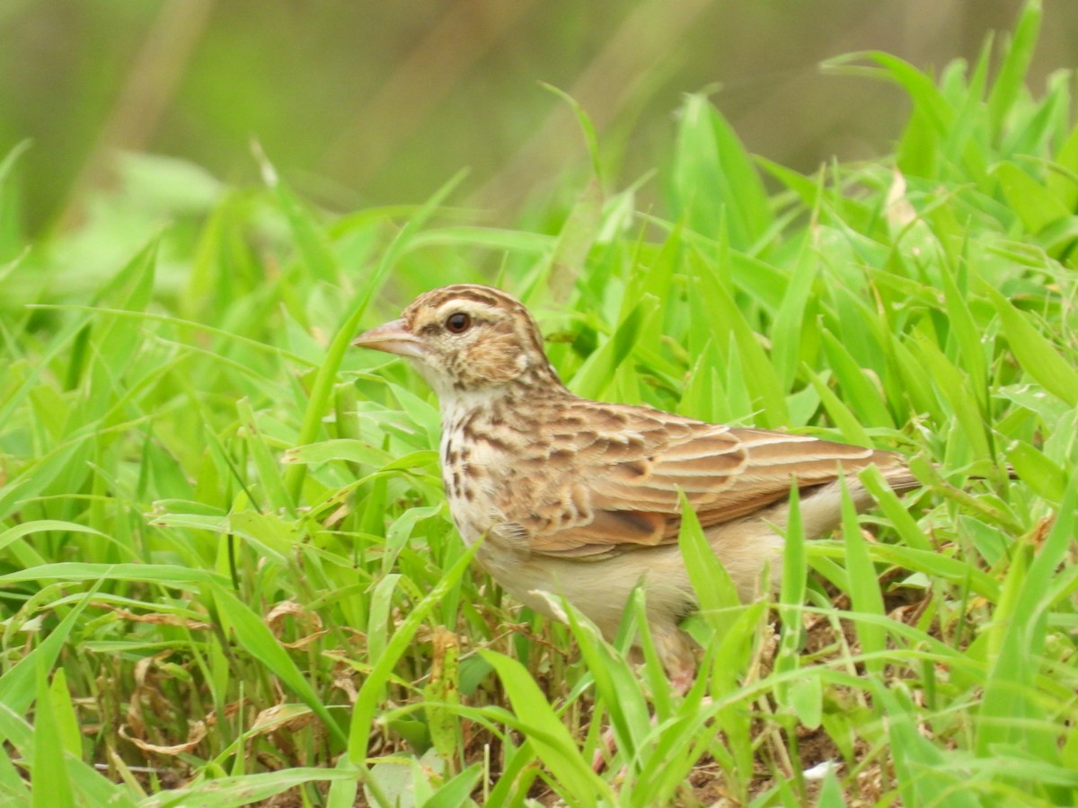 Indian Bushlark - Lakshmikant Neve