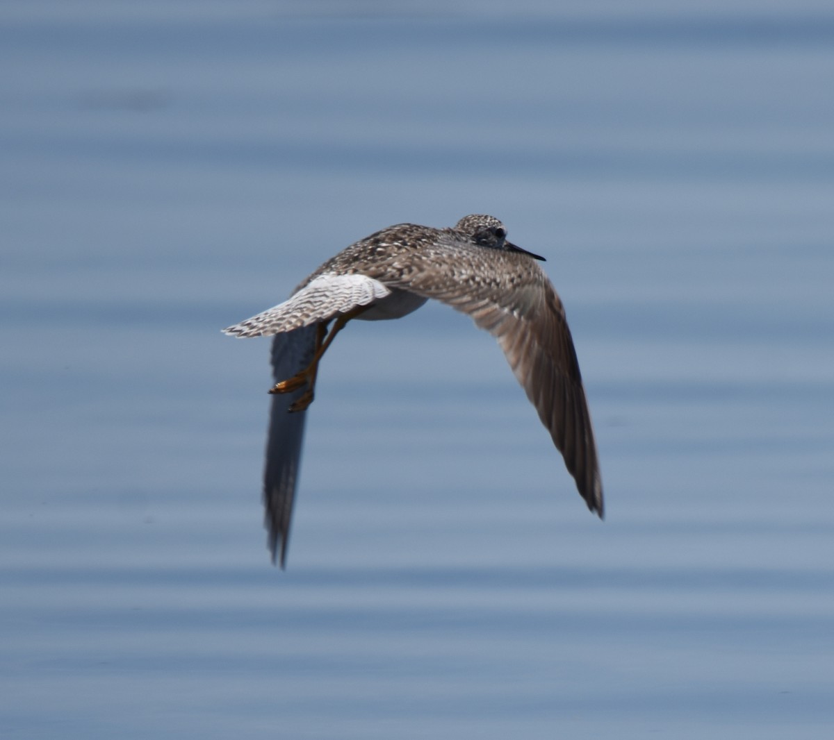 Lesser Yellowlegs - ML167926431