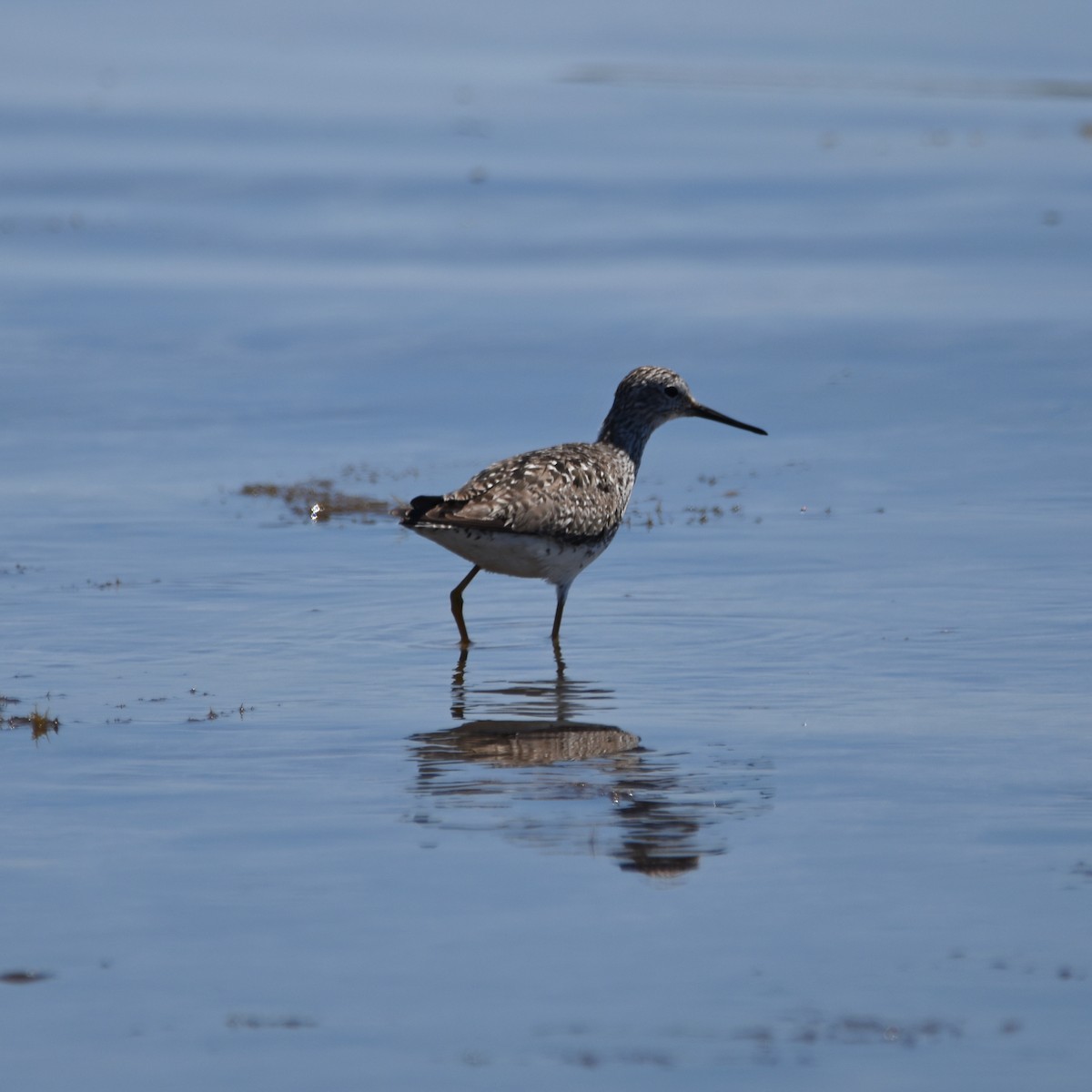 Lesser Yellowlegs - ML167926441