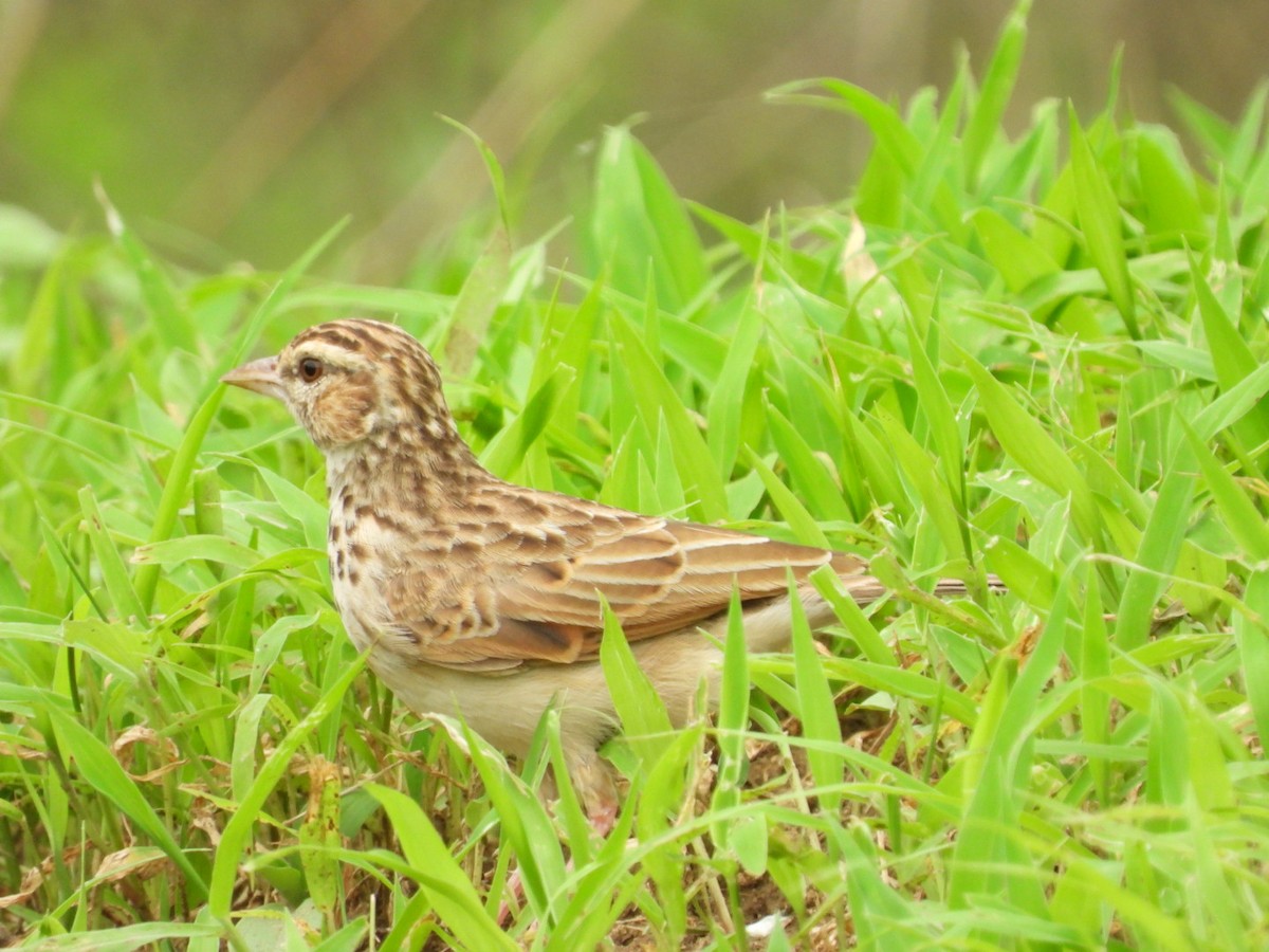 Indian Bushlark - Lakshmikant Neve