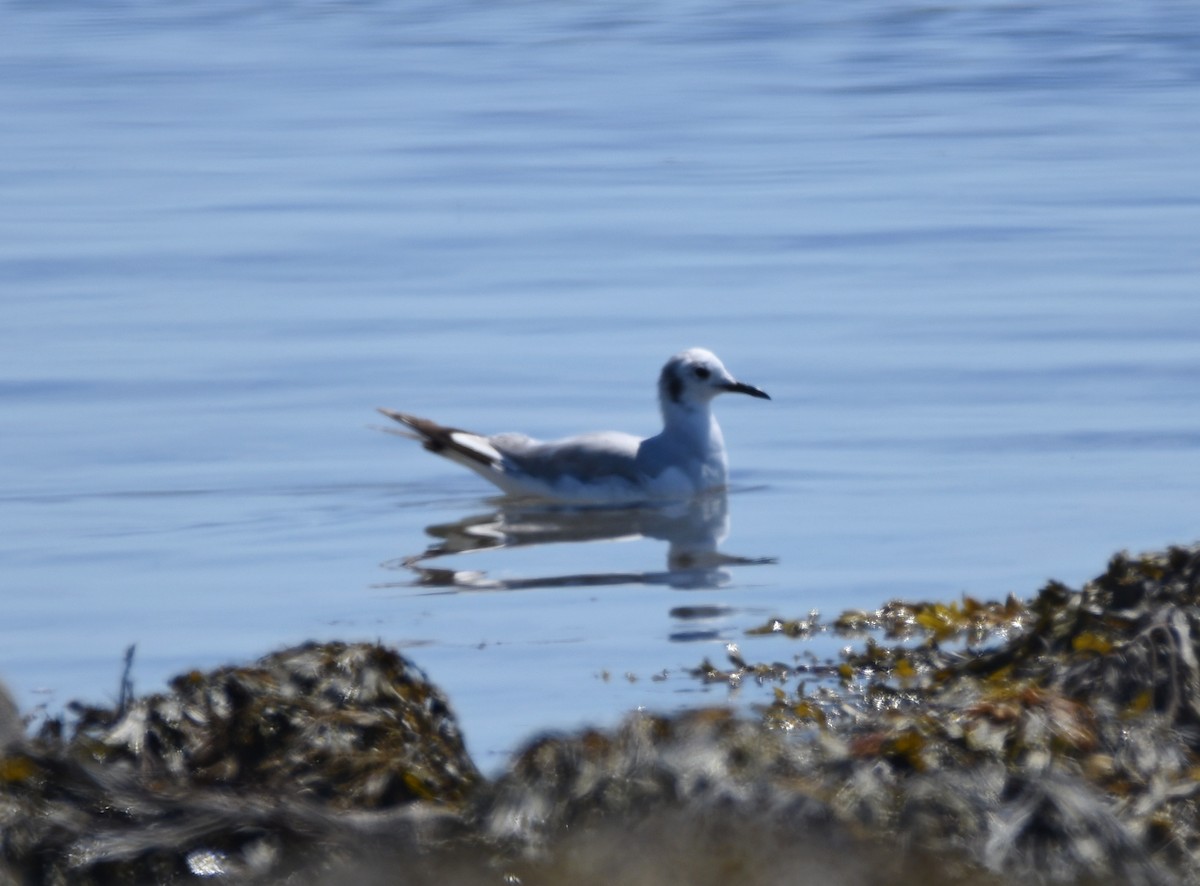 Bonaparte's Gull - ML167927031