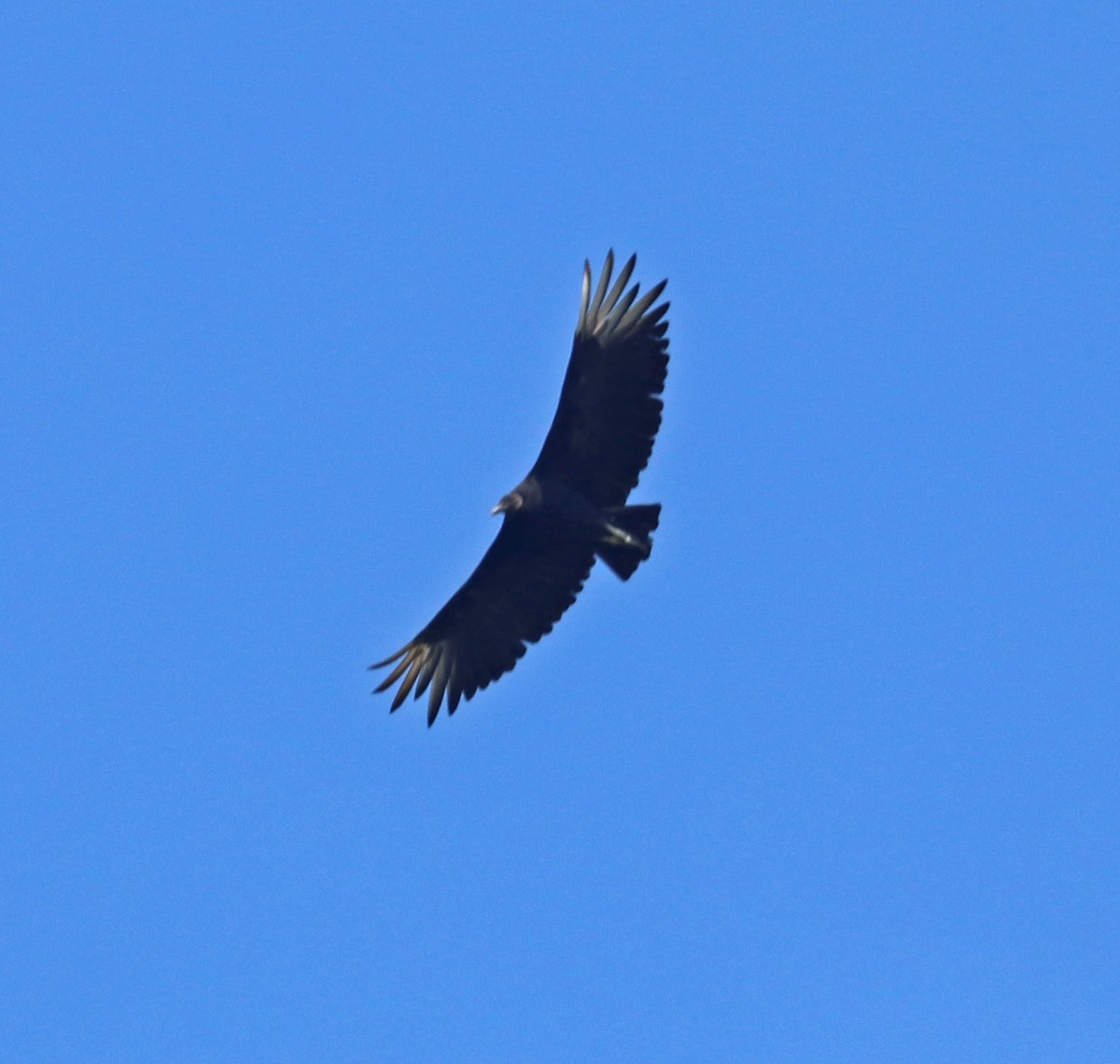 Black Vulture - ML167928981