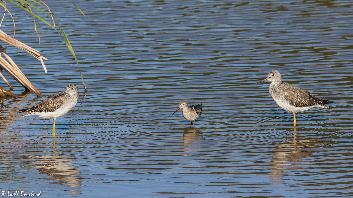 Stilt Sandpiper - Lyall Bouchard