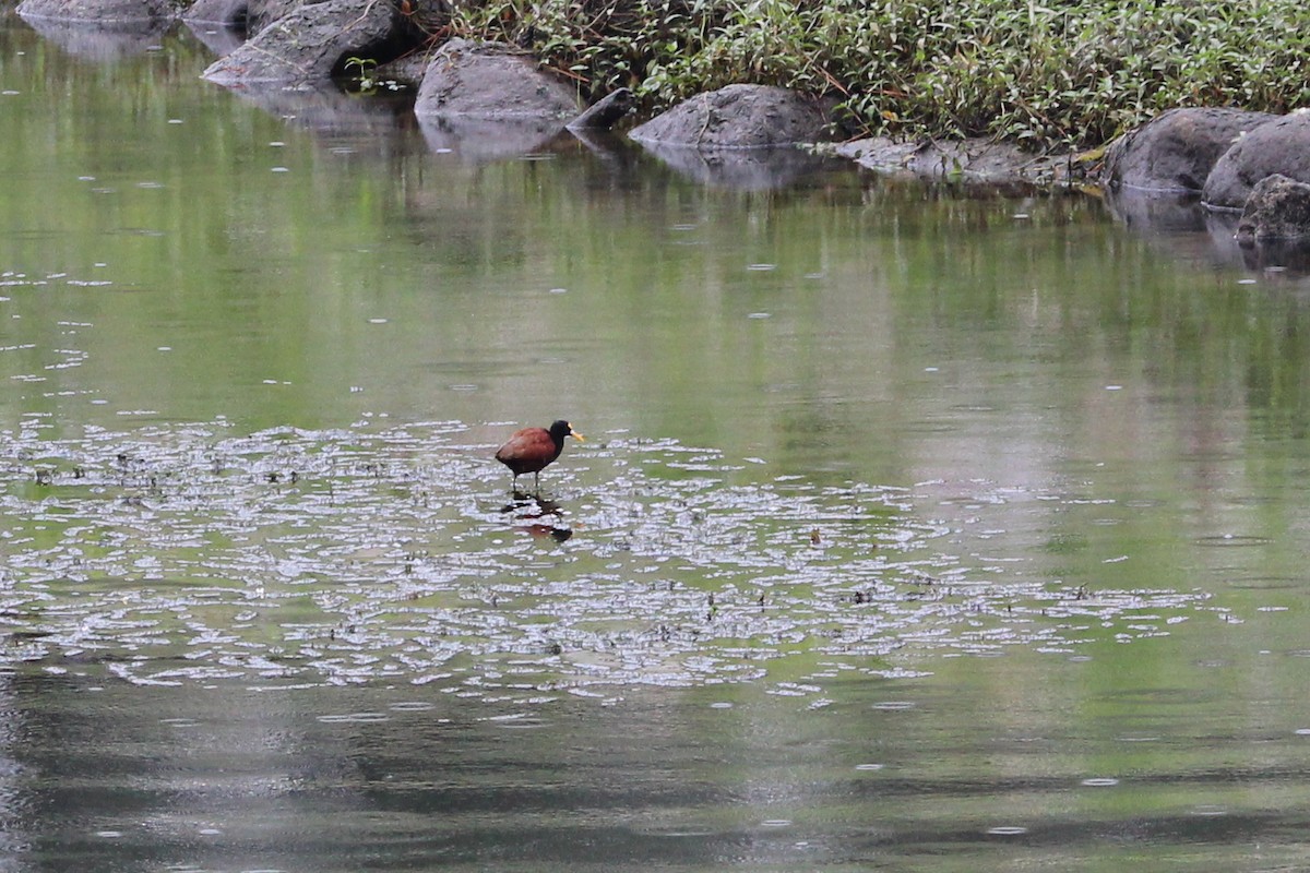 Northern Jacana - ML167937471