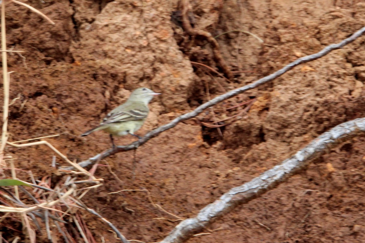 Lesser Elaenia - ML167937541