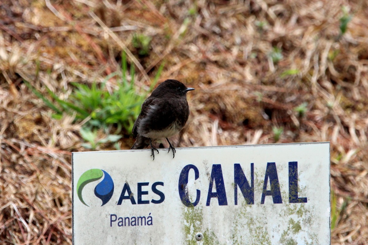 Black Phoebe - Henriette de Vries