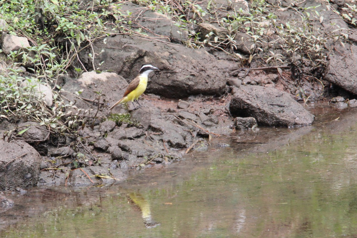 Great Kiskadee - Henriette de Vries