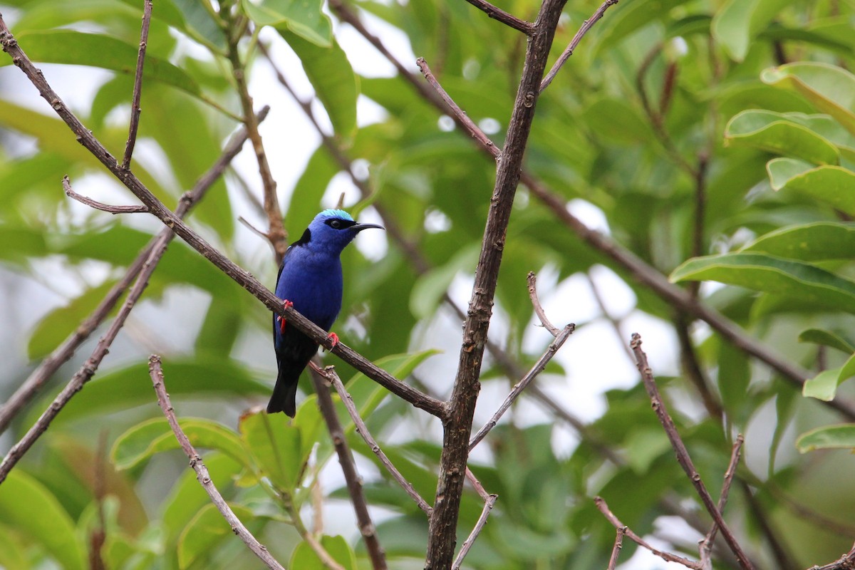 Red-legged Honeycreeper - ML167937821