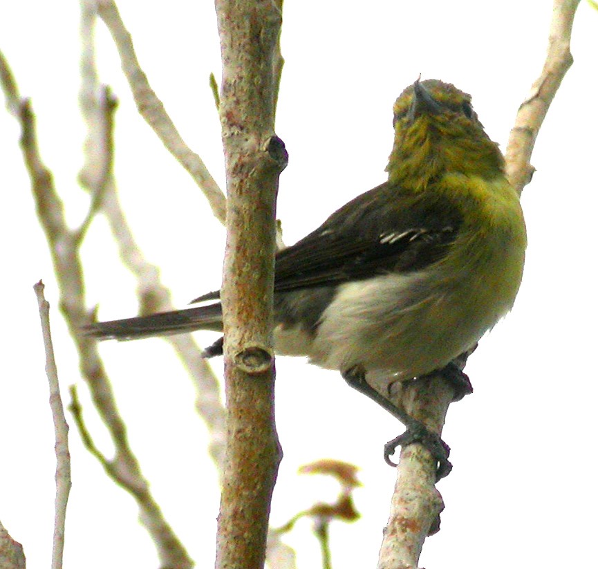 Yellow-throated Vireo - Ed Thomas