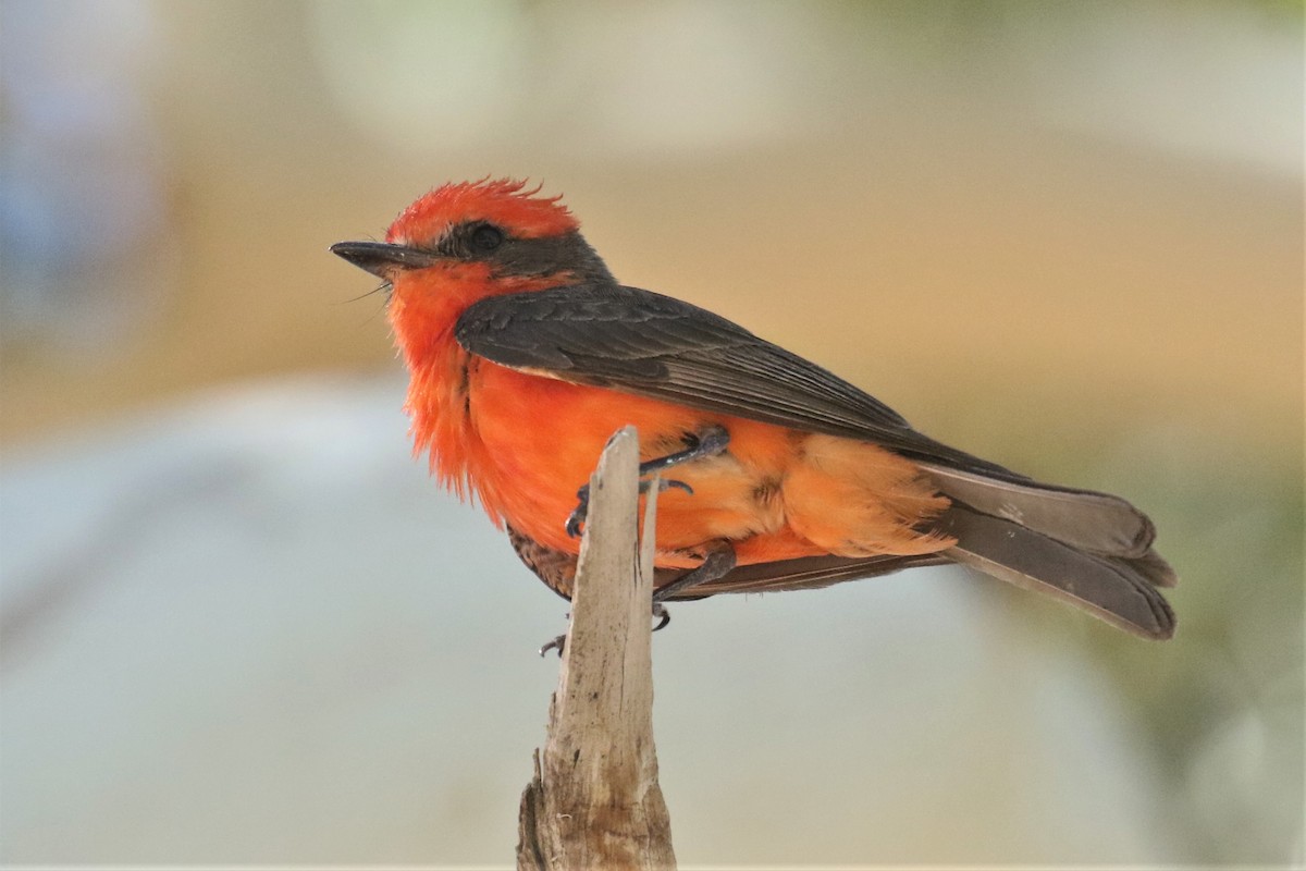 Vermilion Flycatcher - mario balitbit