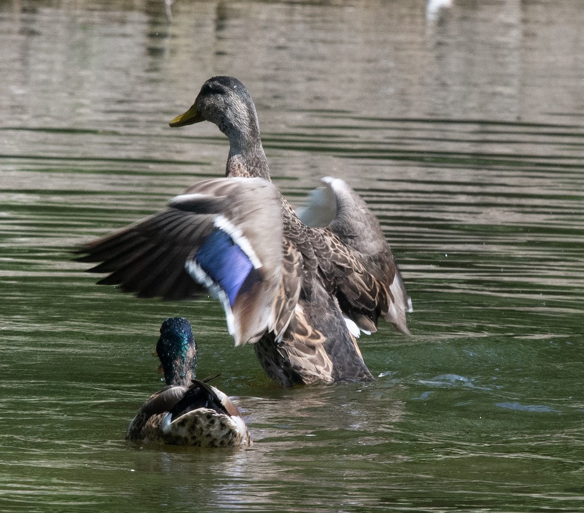 Mallard - Norman Soskel