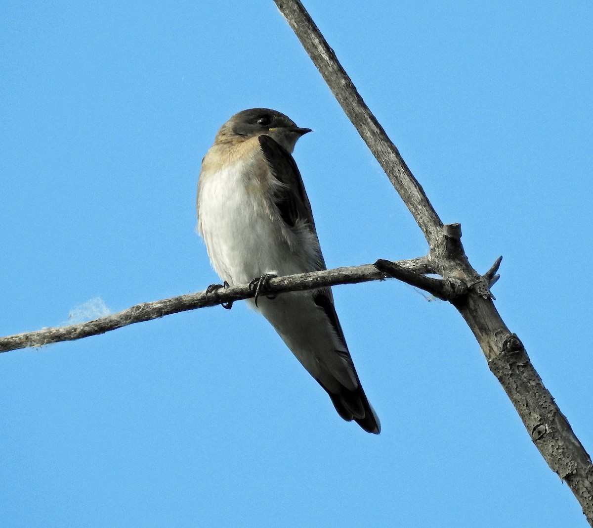 Northern Rough-winged Swallow - Theresa Dobko (td birder)