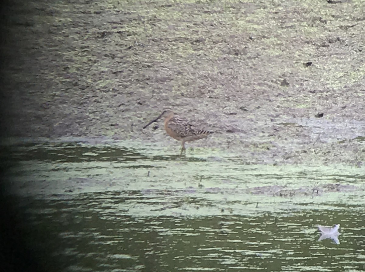 Short-billed Dowitcher - ML167943521