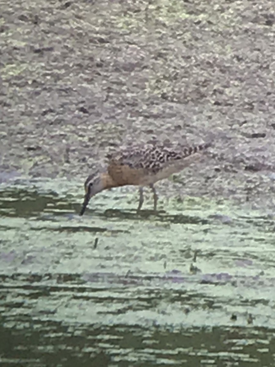 Short-billed Dowitcher - ML167943531