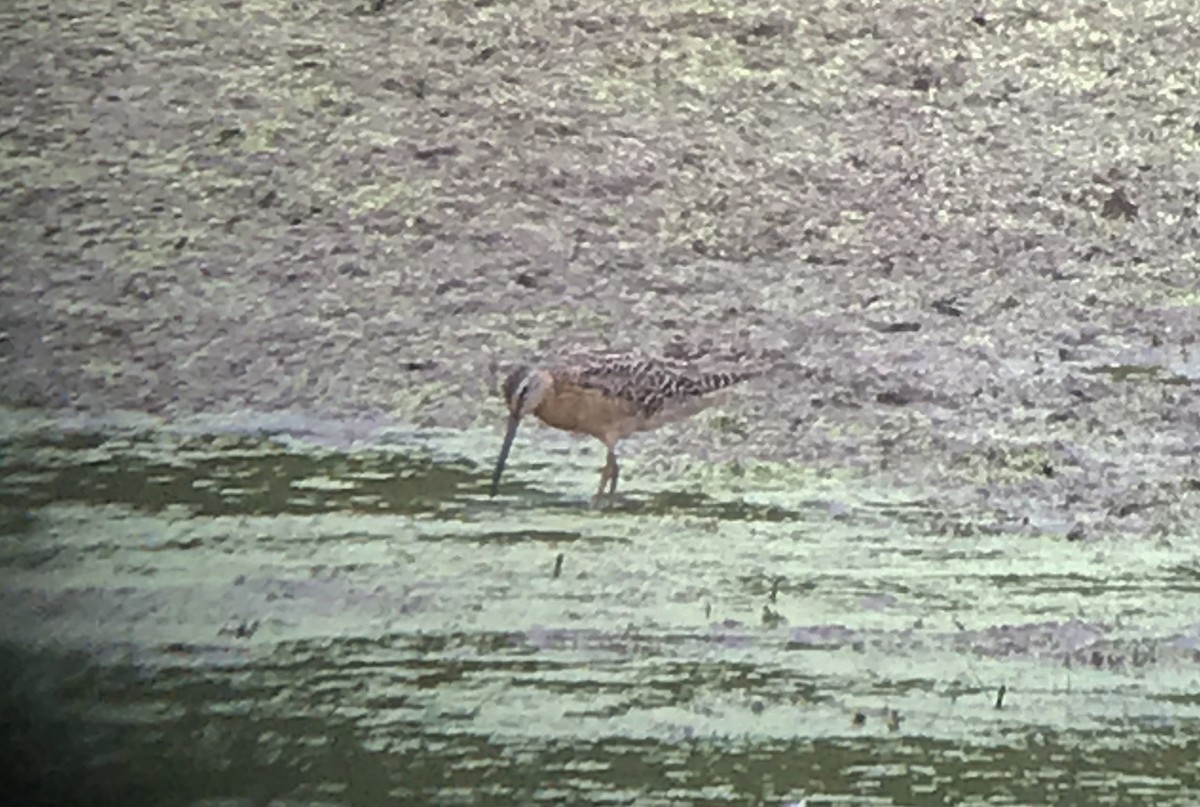 Short-billed Dowitcher - ML167943551