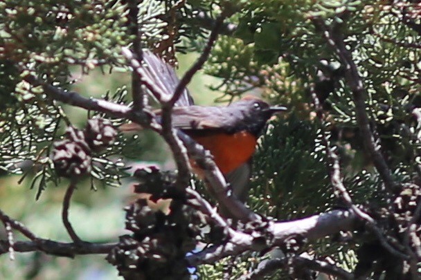 Slate-throated Redstart - ML167943751