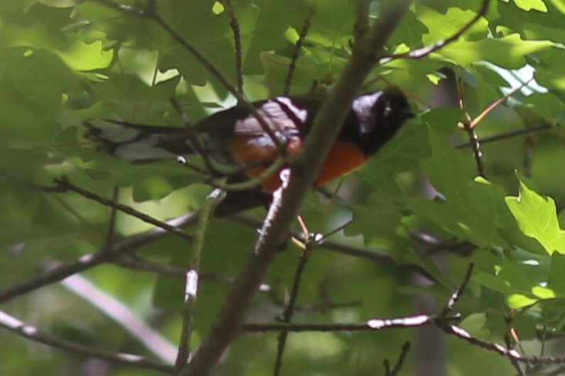 Slate-throated Redstart - ML167943761