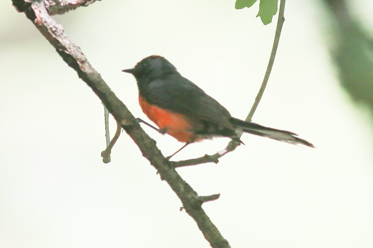 Slate-throated Redstart - ML167943771