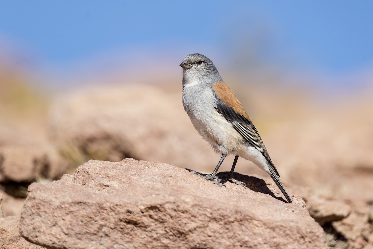 Red-backed Sierra Finch - ML167944261