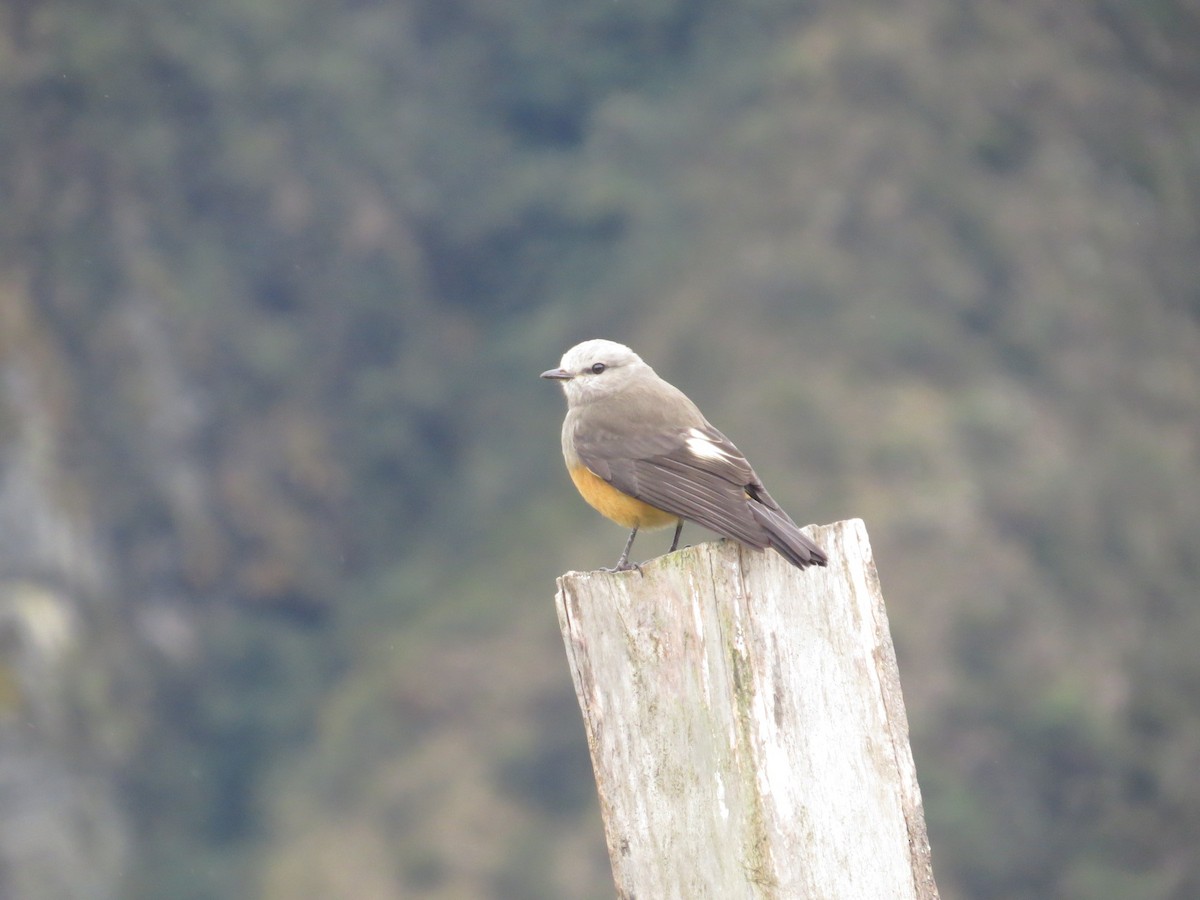 Red-rumped Bush-Tyrant - ML167944841