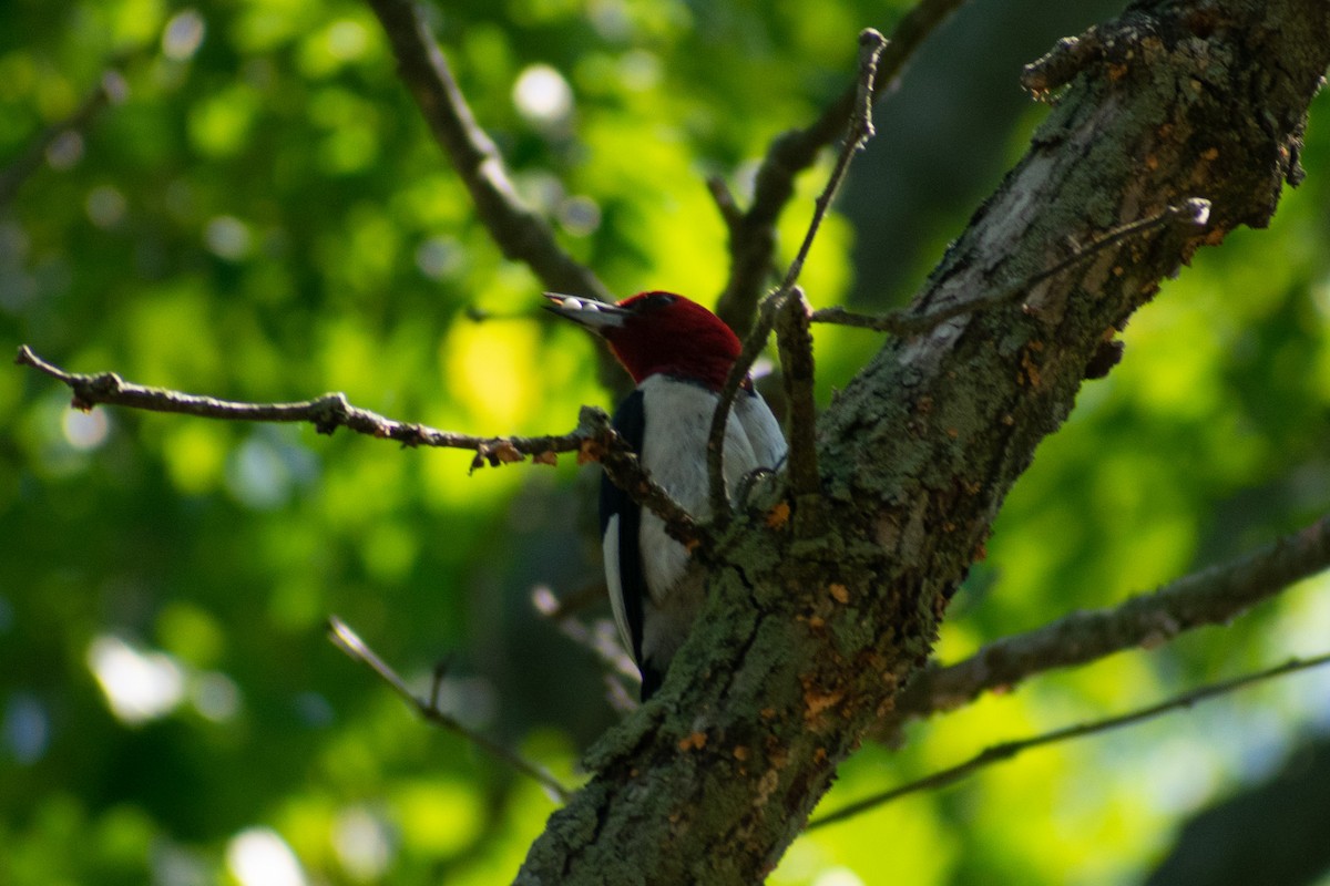 Red-headed Woodpecker - David Ferris