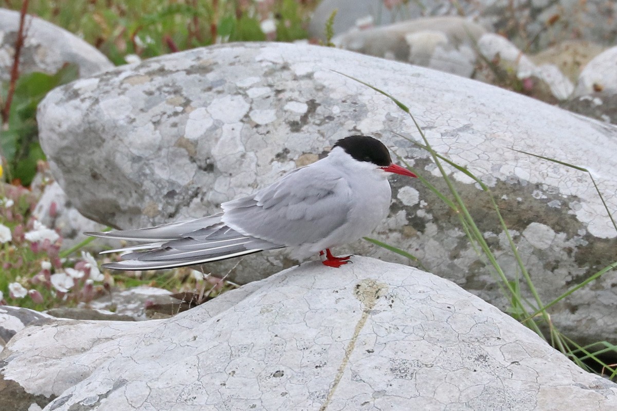 Arctic Tern - ML167951481