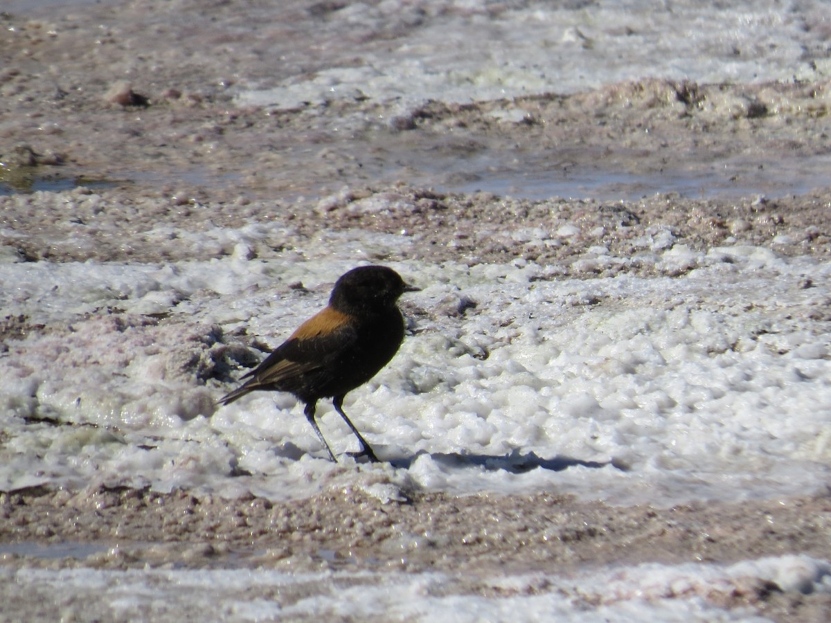 Andean Negrito - ML167952421