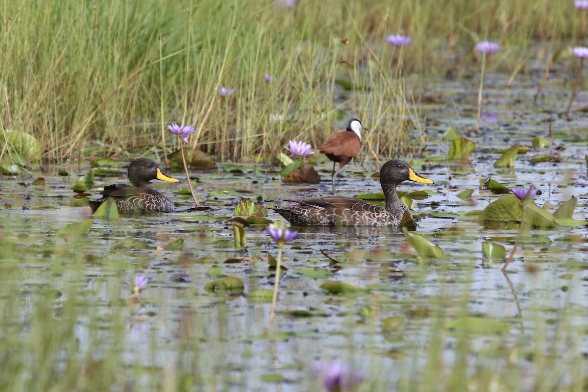 Yellow-billed Duck - ML167955771