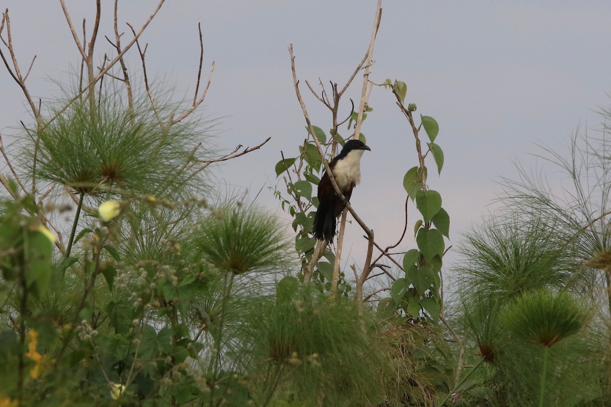 Blue-headed Coucal - ML167955821