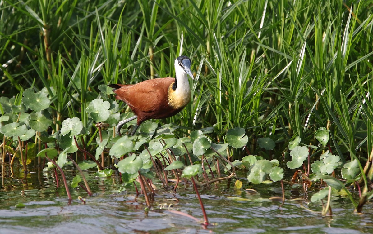 Blaustirn-Blatthühnchen - ML167955971