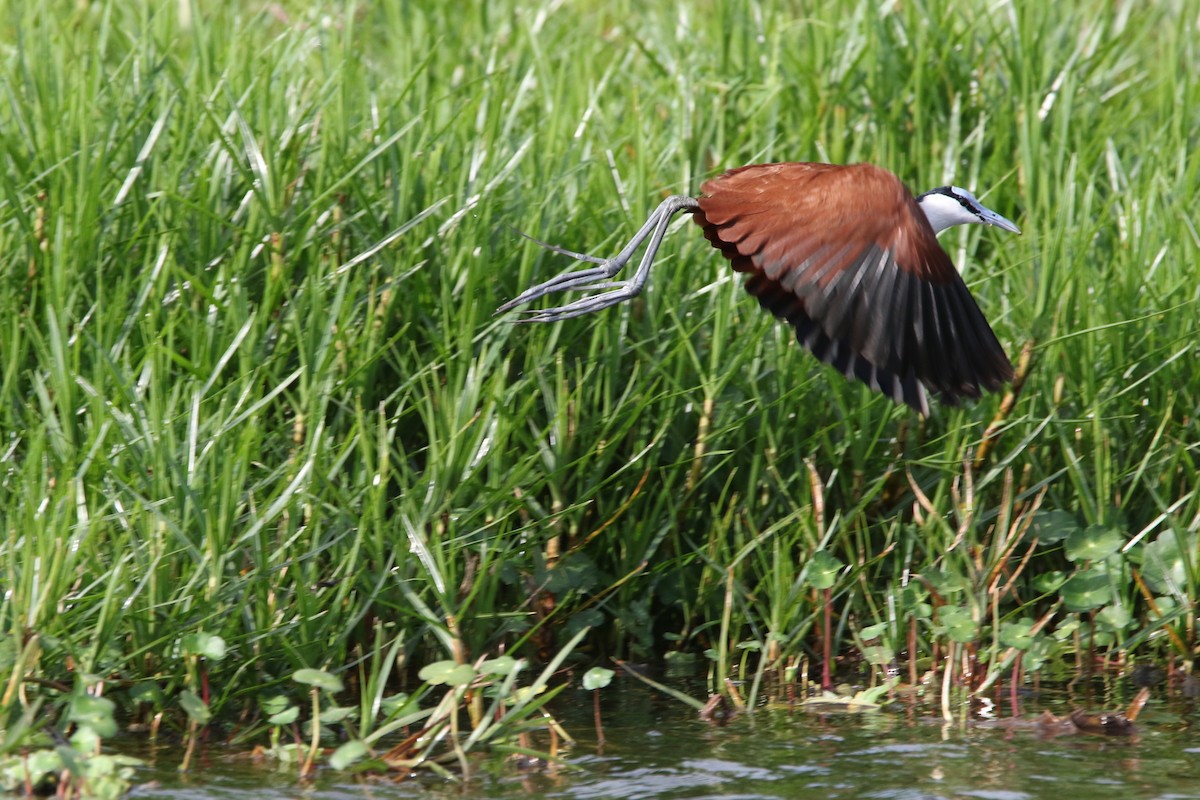 Blaustirn-Blatthühnchen - ML167955981