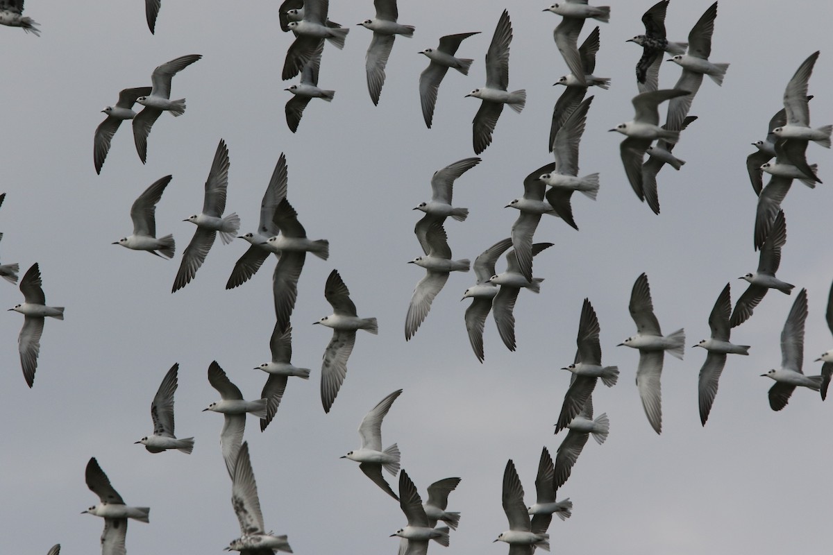 White-winged Tern - ML167956031