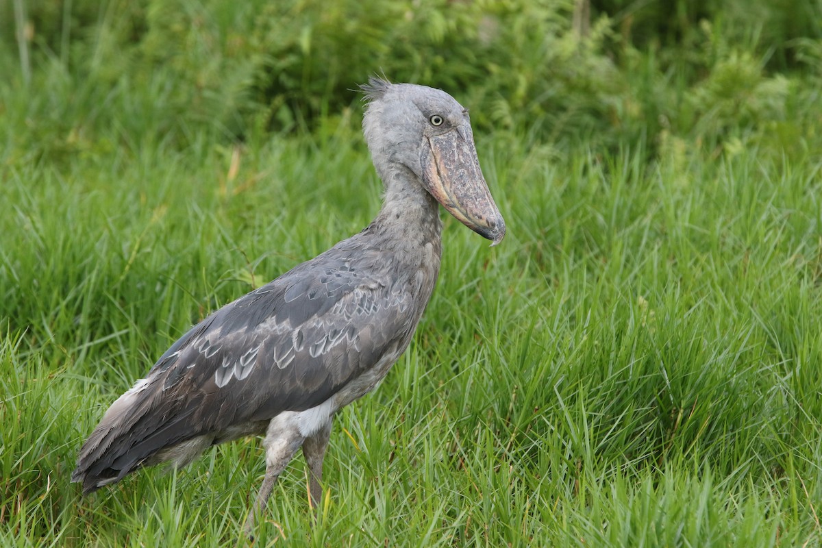 Shoebill - ML167956161