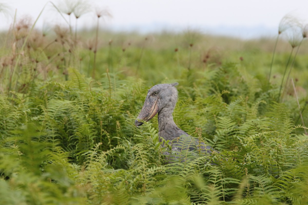 Shoebill - ML167956261