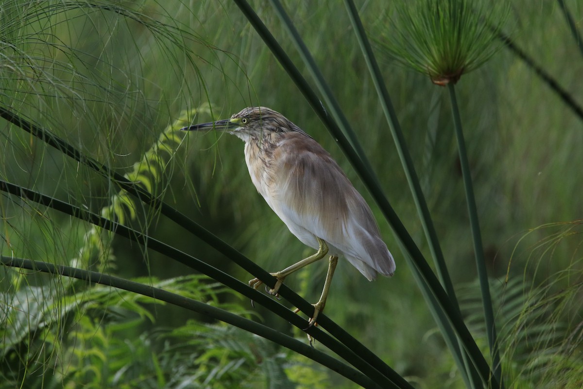 Squacco Heron - ML167956321