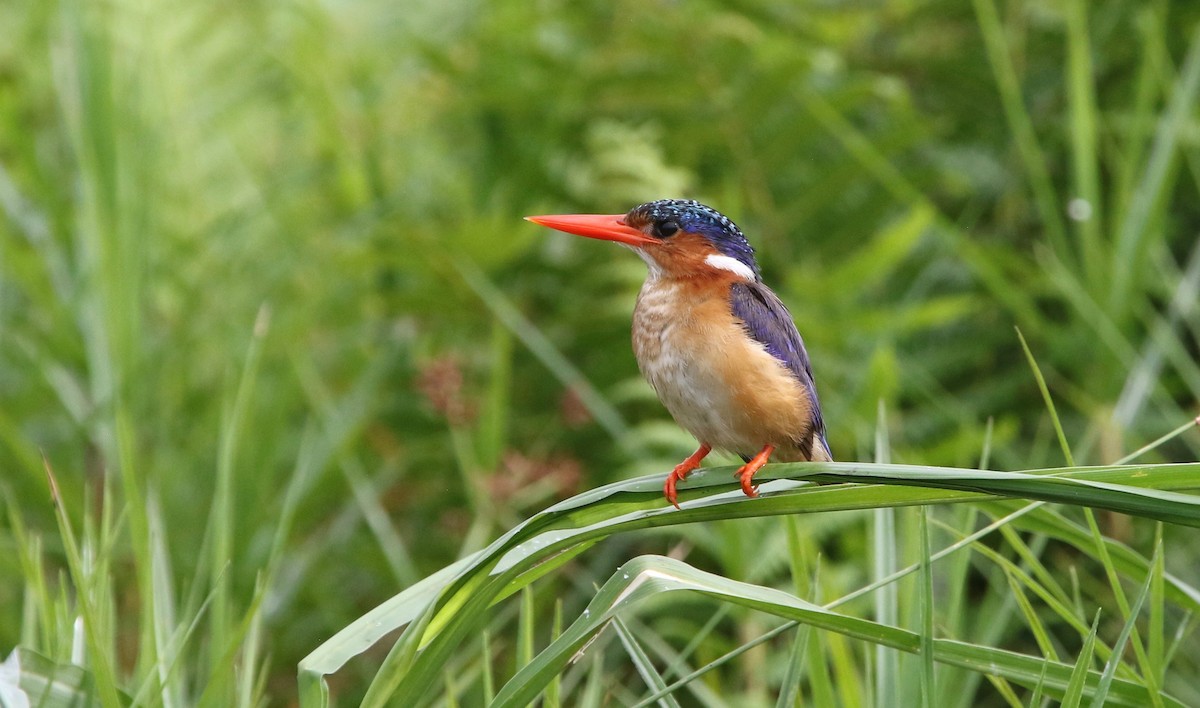 Malachite Kingfisher - ML167956361