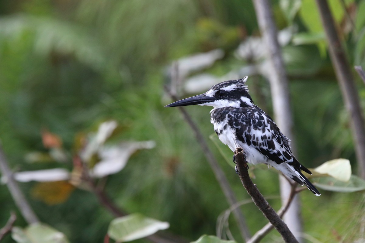 Pied Kingfisher - ML167956401