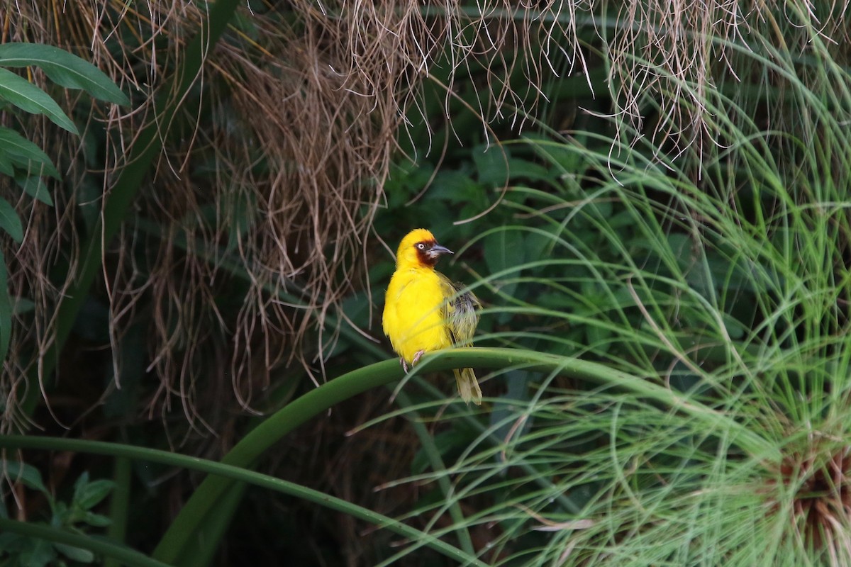 Northern Brown-throated Weaver - ML167956531