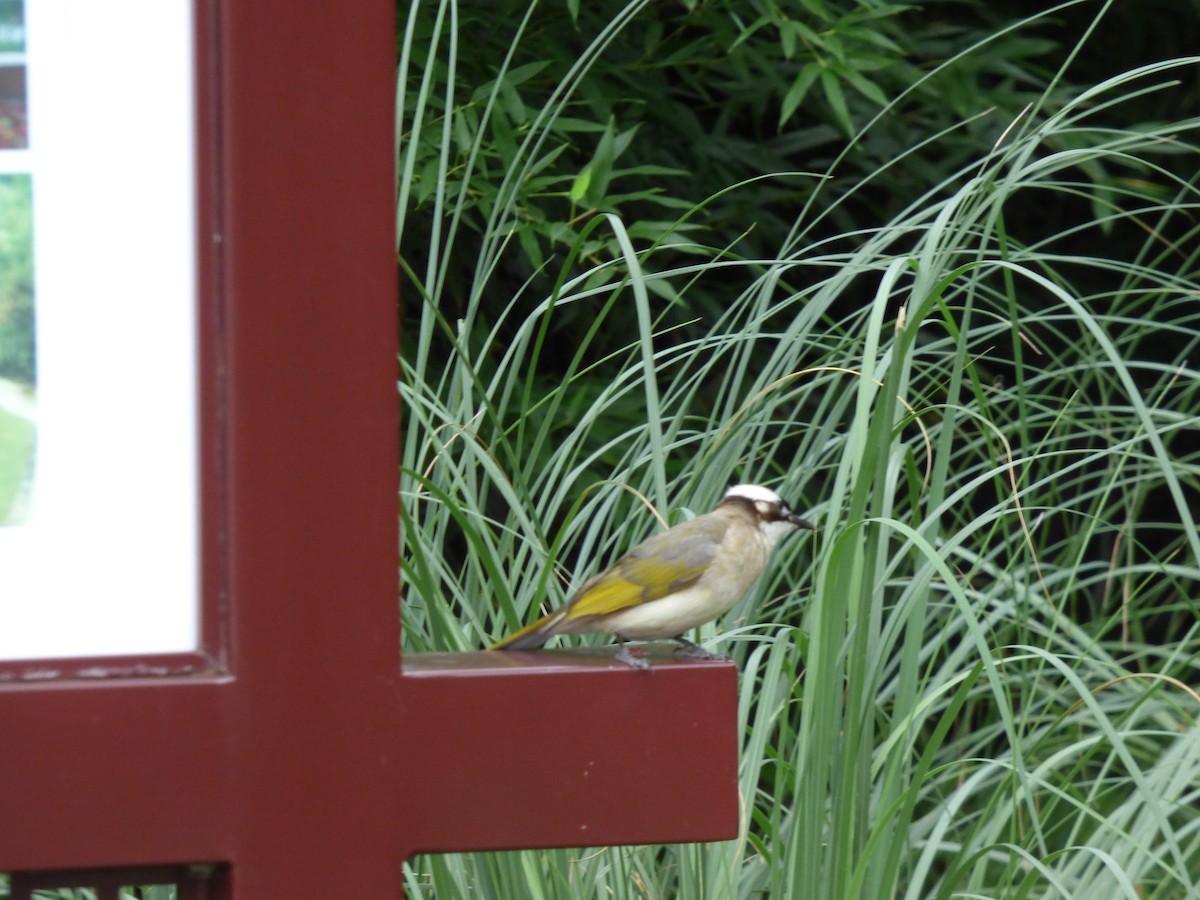 Light-vented Bulbul - ML167957191