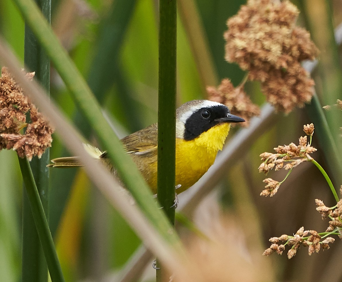 Common Yellowthroat - ML167957471