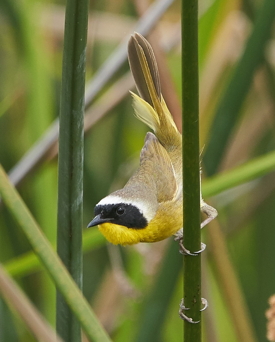 Common Yellowthroat - ML167957481