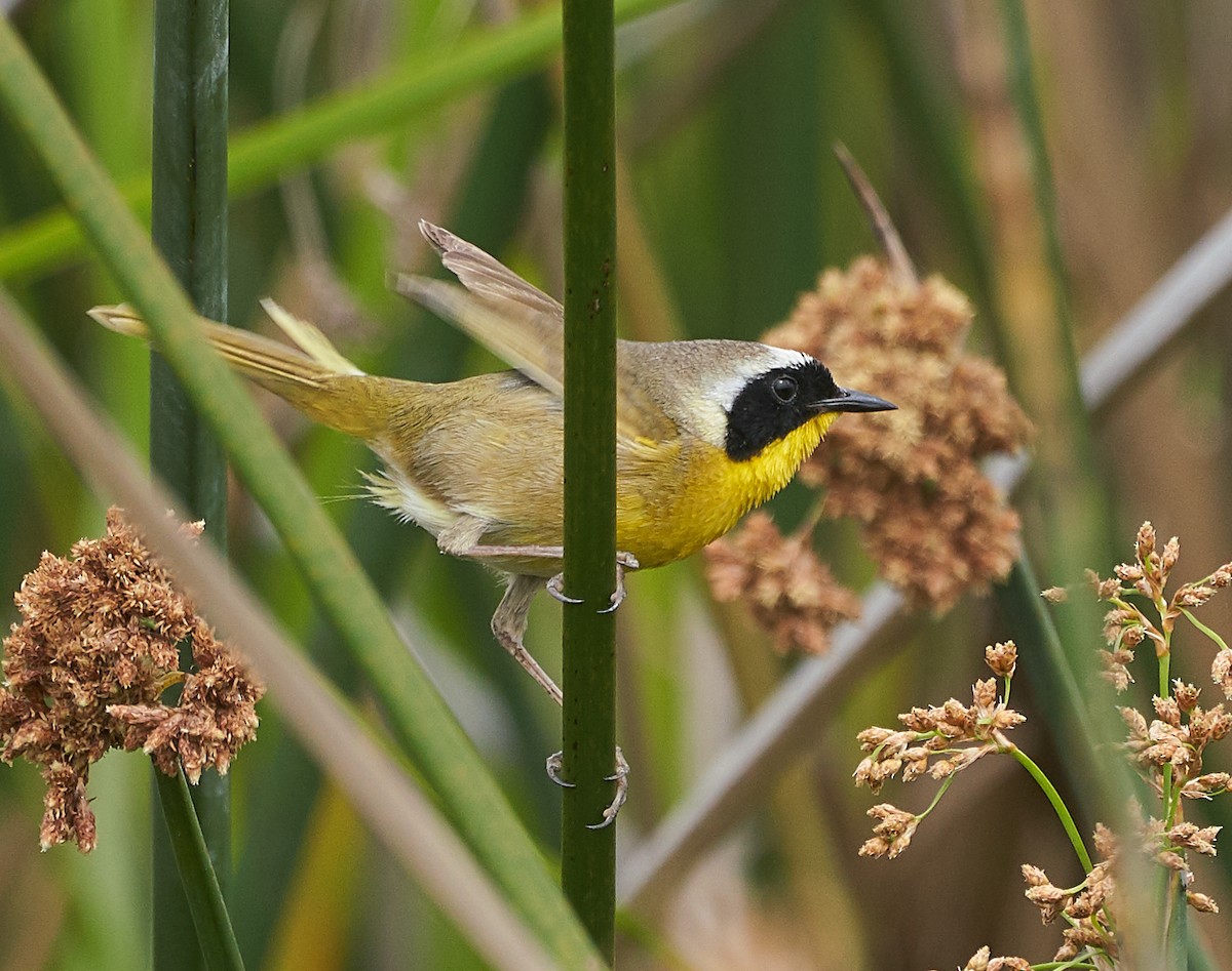 Common Yellowthroat - ML167957501