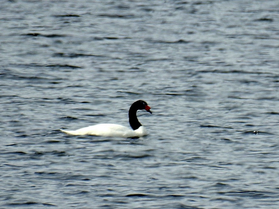 Black-necked Swan - ML167958281