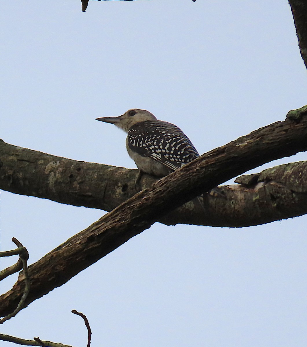 Red-bellied Woodpecker - ML167960251