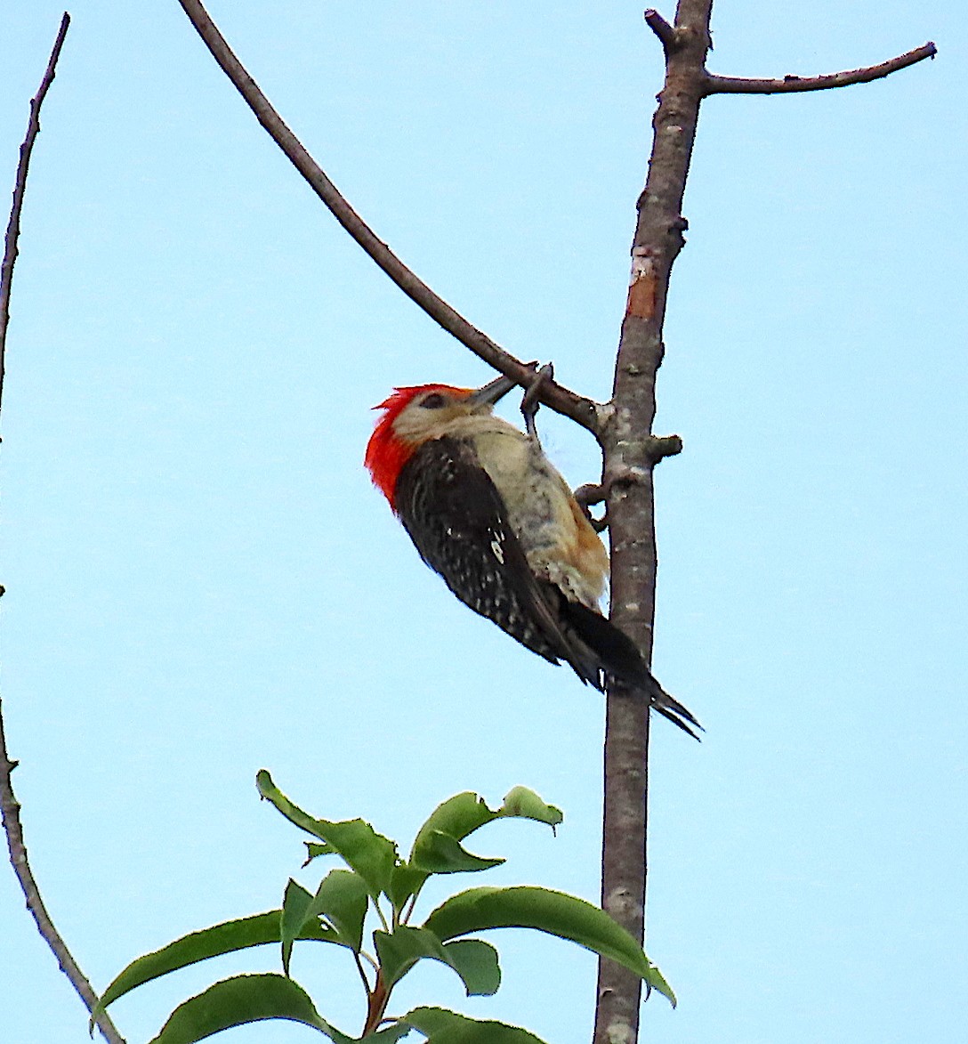Red-bellied Woodpecker - ML167960271