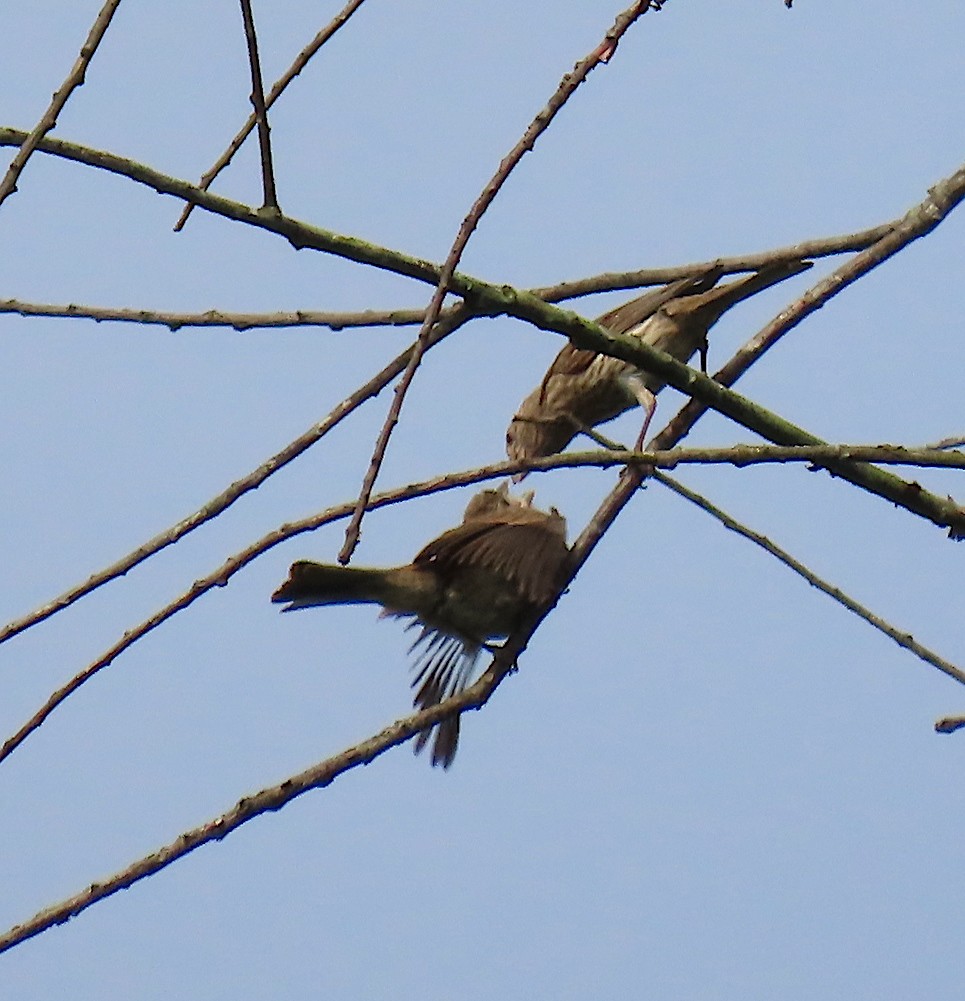 House Finch - ML167960431