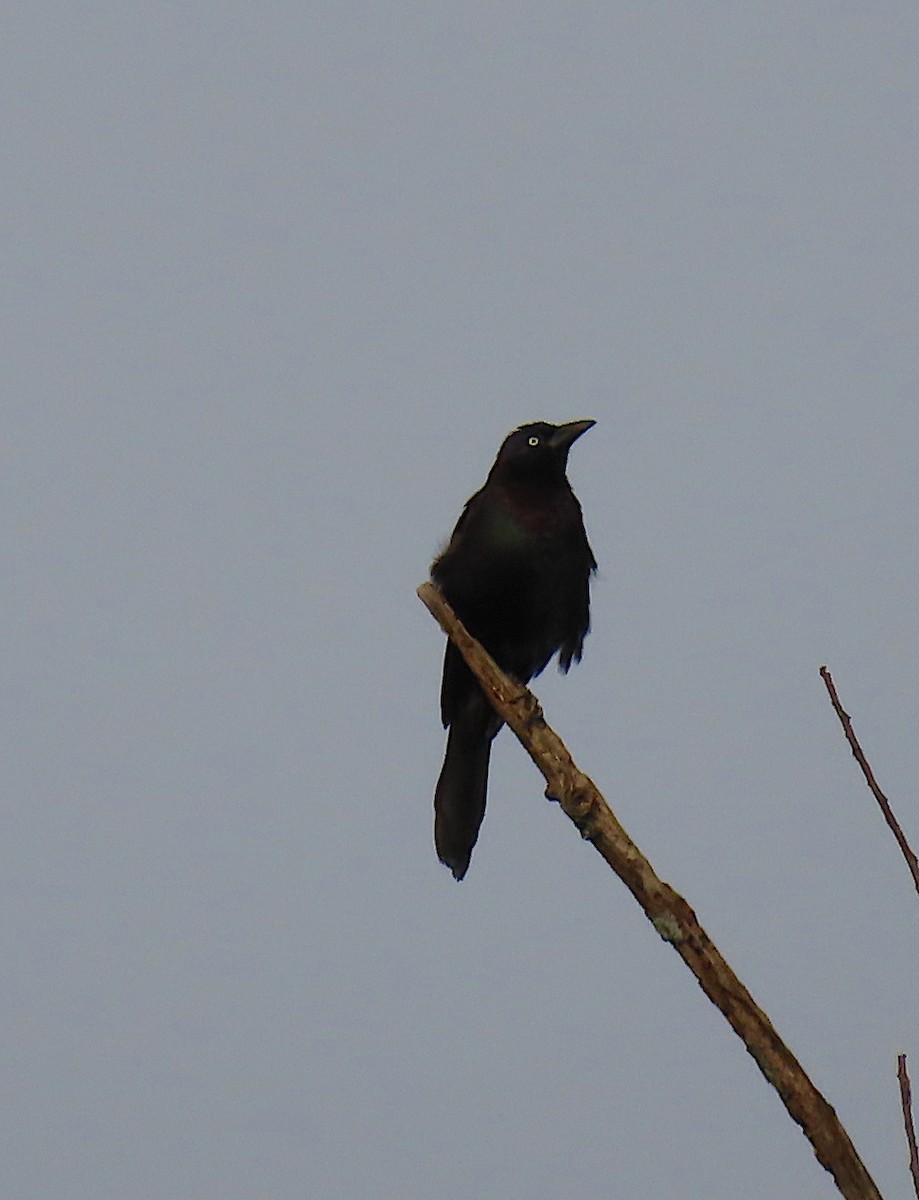 Common Grackle - ML167960751