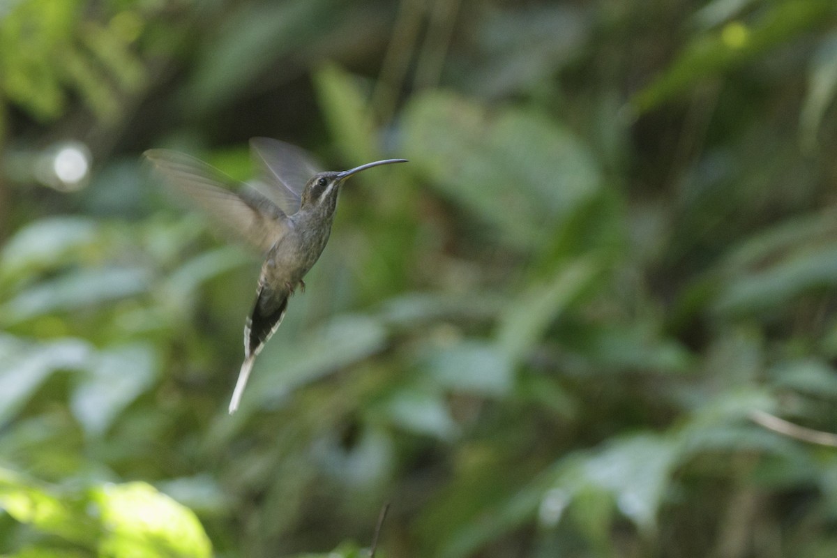 kolibřík běloknírkový - ML167961851